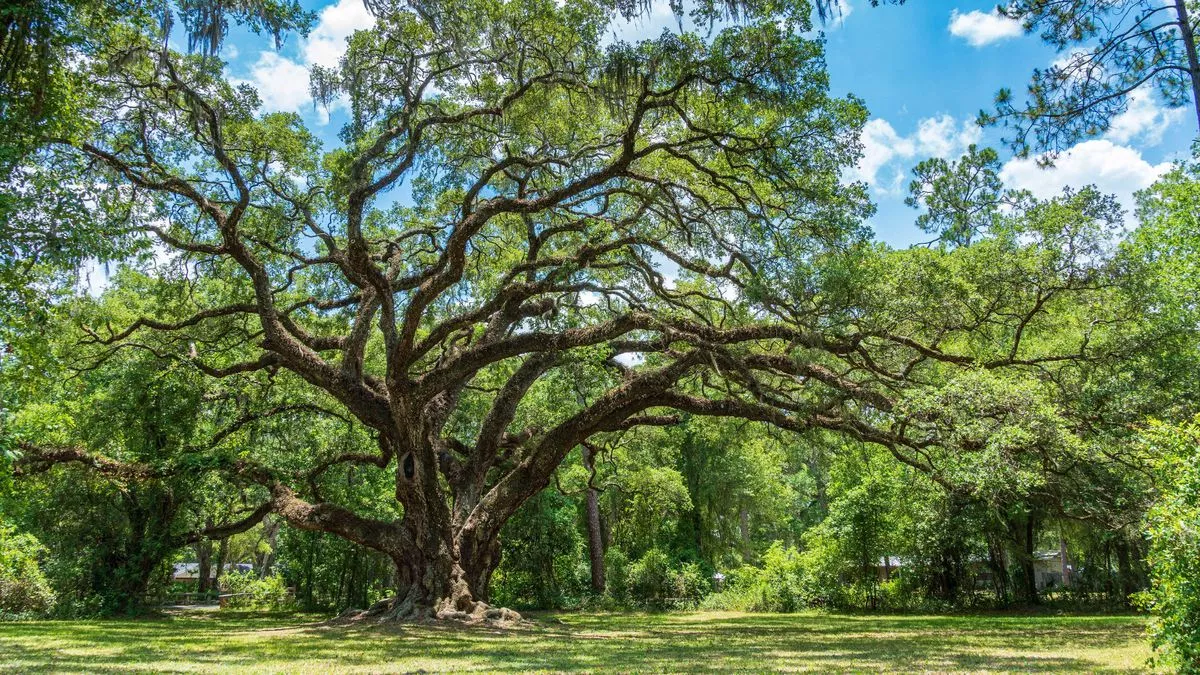 NewOak